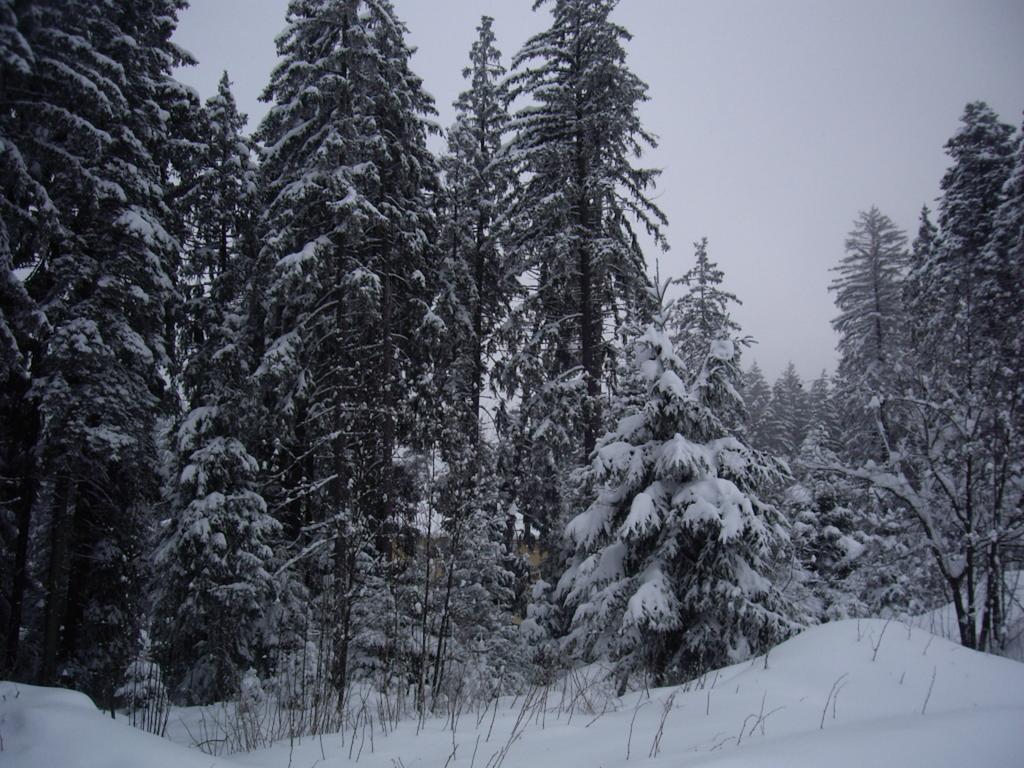 Villa Ibar Borovets Eksteriør billede